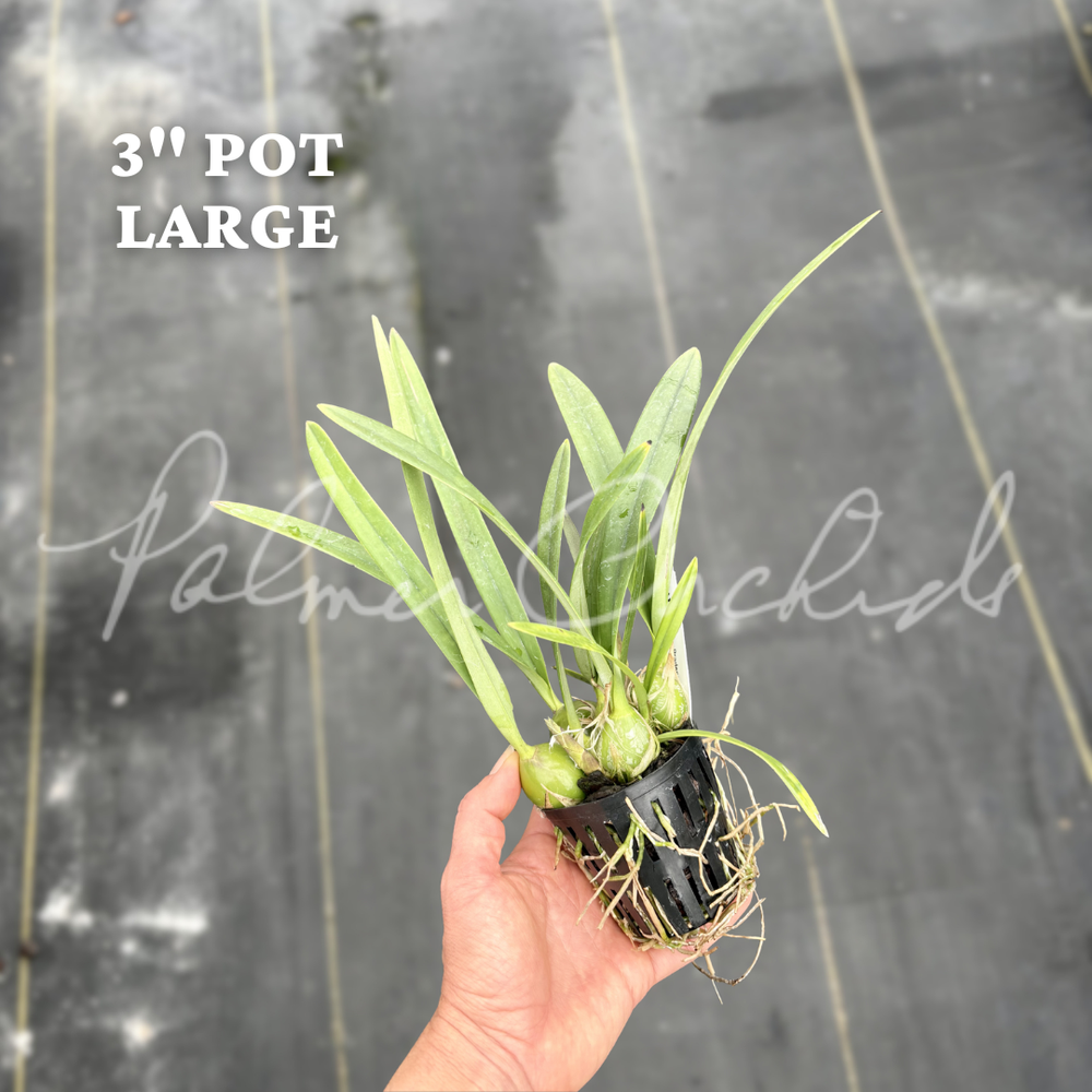 Encyclia alata — Palmer Orchids